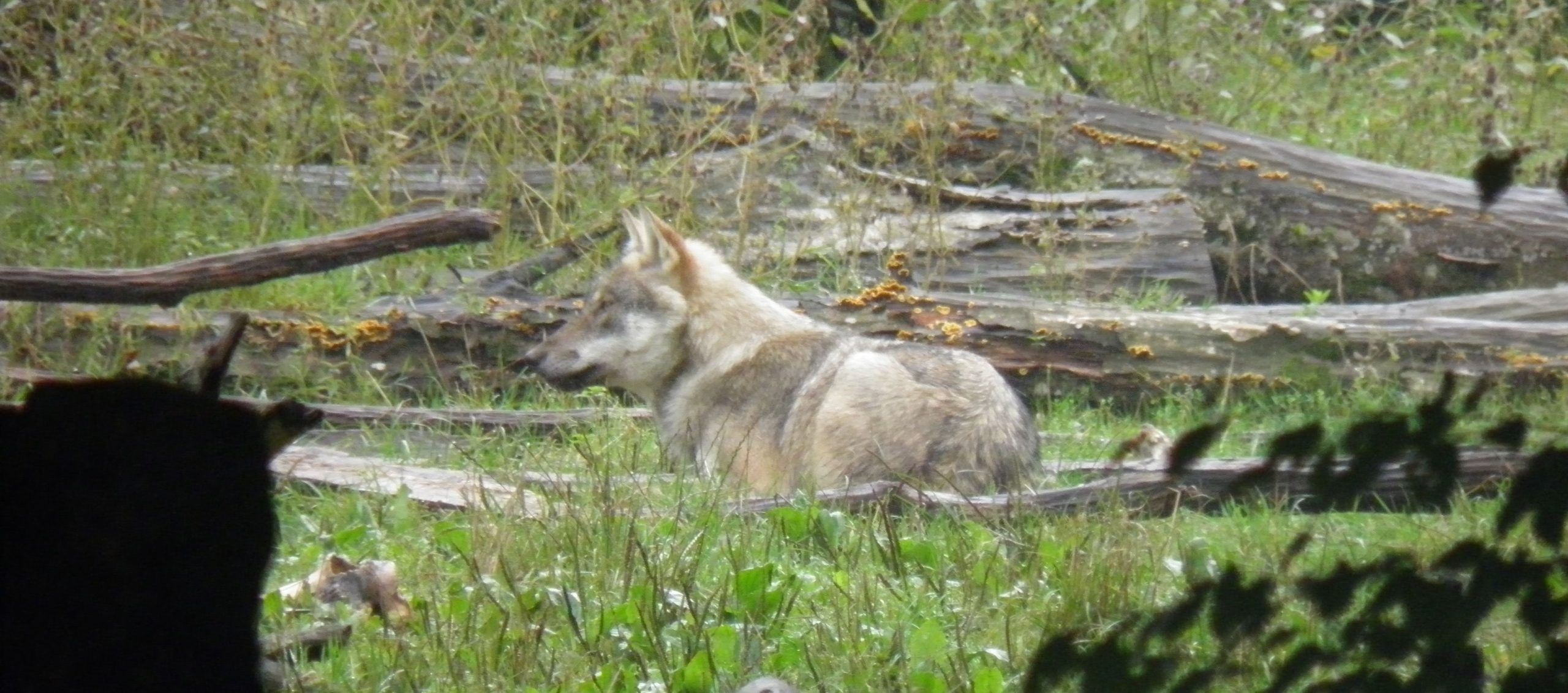 la-mort-du-loup