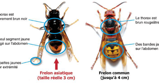 idenbtification-frelon-asiatique